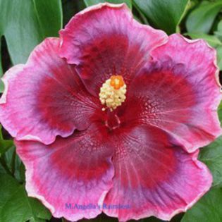 Moorea Angela's Rainbow - SEMINTE DE HIBISCUS TROPICAL o noua transa SEPTEMBRIE 2013 - STOC LIMITAT  terminate VA URMA