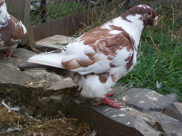 MASC vindut Buybogdan