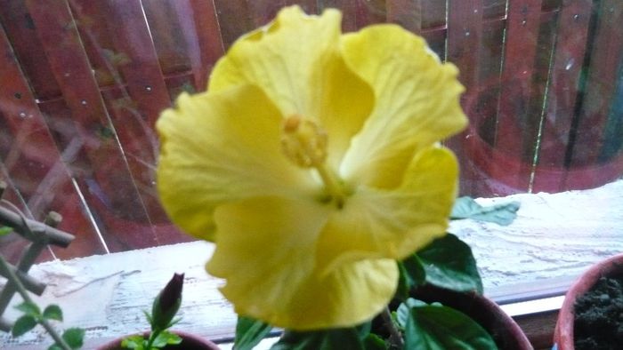 Picture 2268 - x 2013 hibiscus rosa sinesis 2
