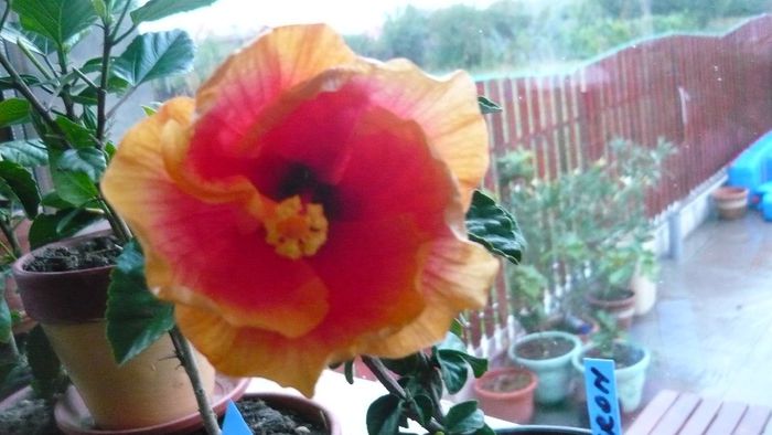 Picture 2271 - x 2013 hibiscus rosa sinesis 2