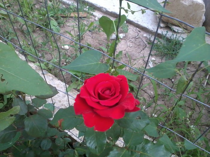 Trandafir rosu 2 - Trandafiri 2013