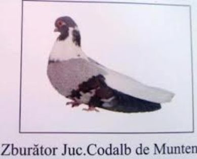 14.Zburator codalb de Muntenia