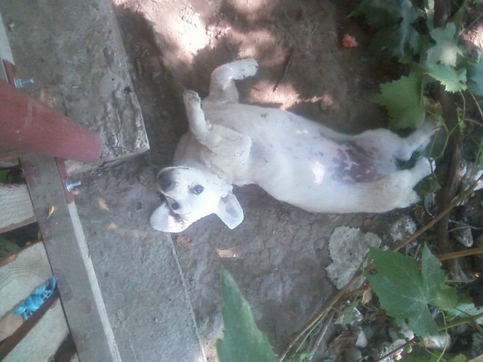 cei mai place la poze