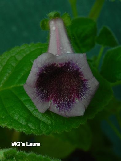  - MG s sinningia hybrids