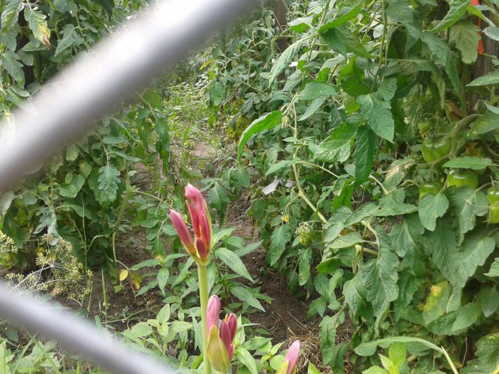 2013-07-21 10.23.39 - Copy