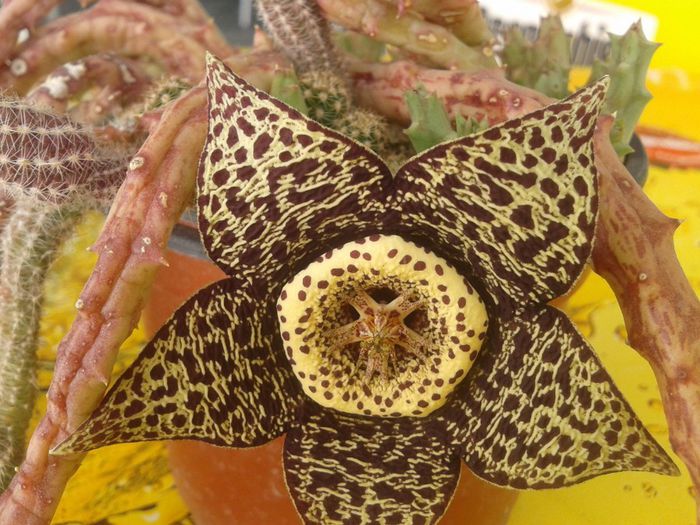 2013-08-18 11.09.30 - flori 2013