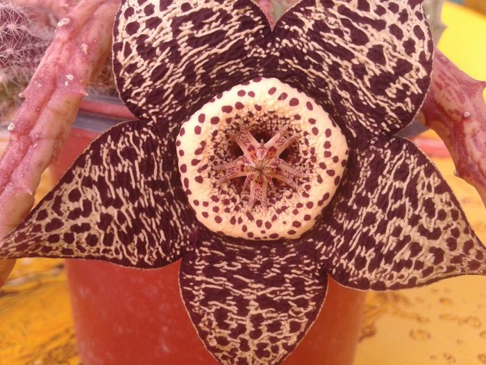 2013-08-18 11.09.43 - Copy - flori 2013