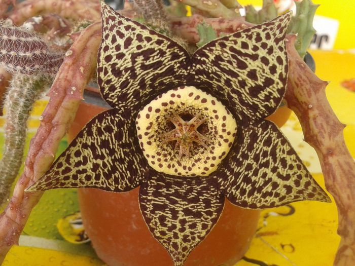 2013-08-18 11.11.19 - Copy - flori 2013