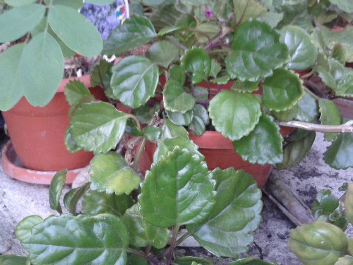 2013-08-23 19.16.08 - flori 2013