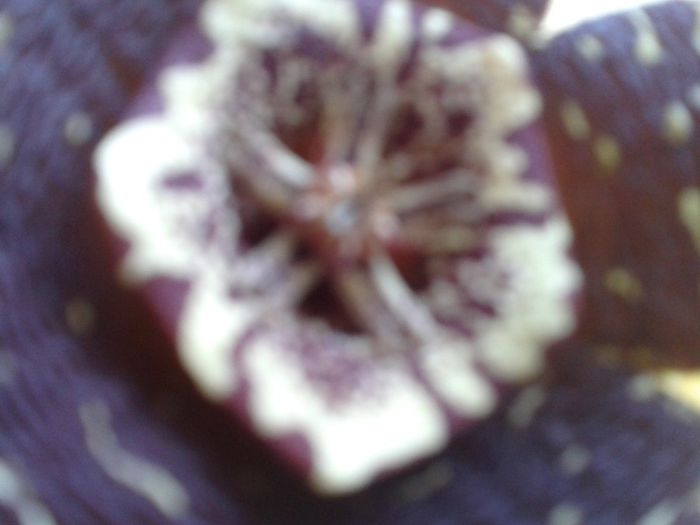 2013-09-01 18.58.55 - flori 2013