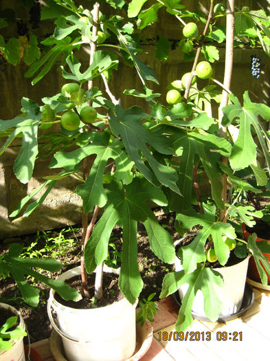 calitatea naturala, BIO..... - 3 SMOCHINI 2013