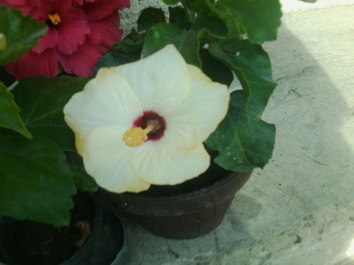 saint-tropez - hibiscusi 2013-4