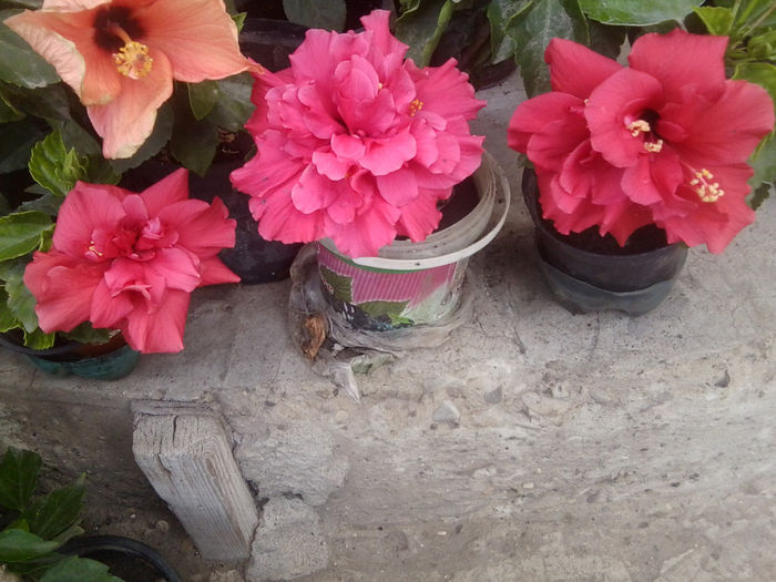 somon,corai,somon - hibiscusi 2013-4