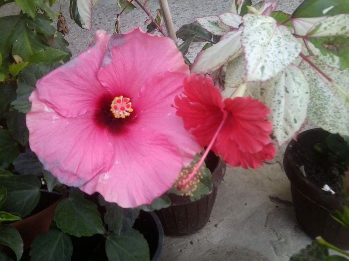 venetie roz si snow -queen - hibiscusi 2013-4