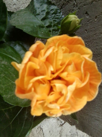 koenig - hibiscusi 2013-4