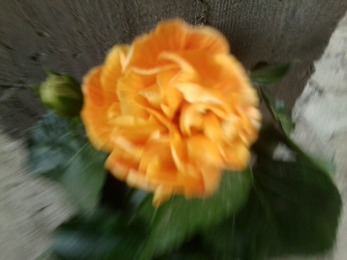 Fotografie7426 - hibiscusi 2013-4