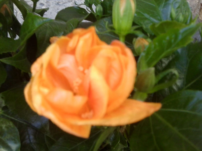 Fotografie7427 - hibiscusi 2013-4