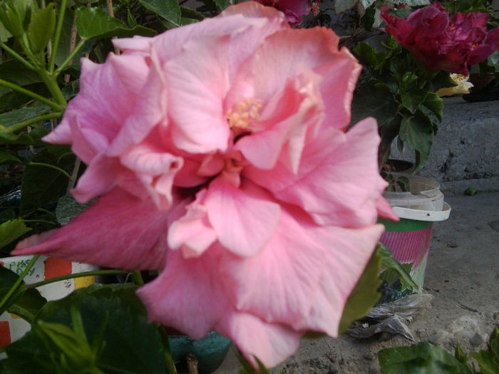 enjoy the summer - hibiscusi 2013-4