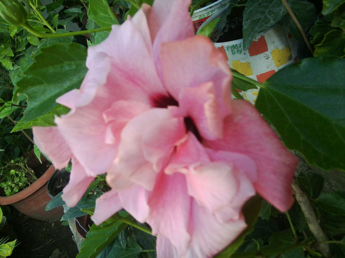 Fotografie7440 - hibiscusi 2013-4