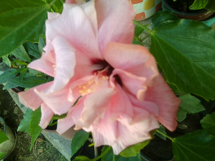 Fotografie7441 - hibiscusi 2013-4