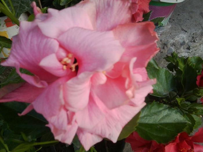 Fotografie7443 - hibiscusi 2013-4