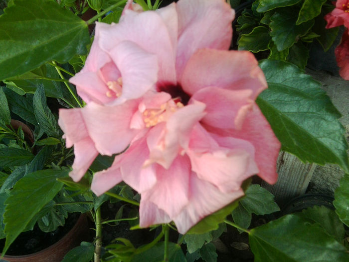 Fotografie7444 - hibiscusi 2013-4