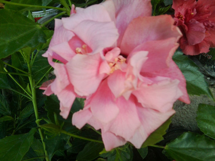 Fotografie7445 - hibiscusi 2013-4