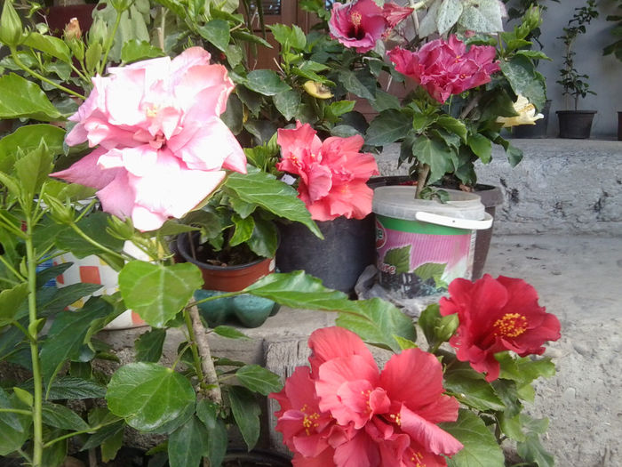 Fotografie7447 - hibiscusi 2013-4