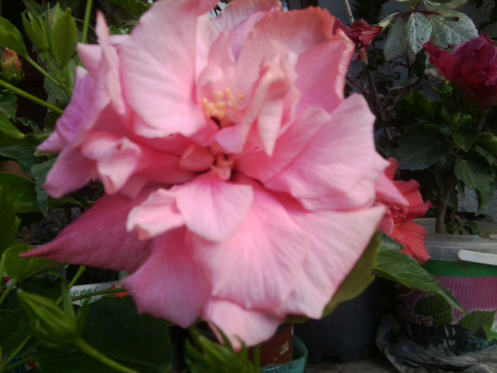 Fotografie7449 - hibiscusi 2013-4