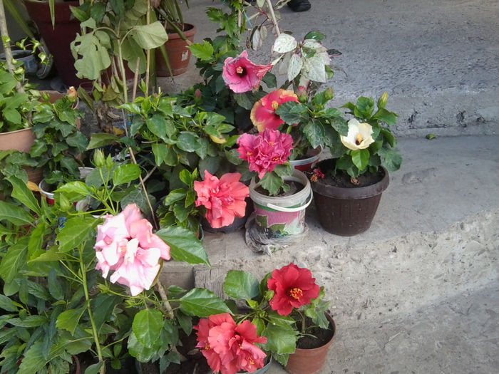 Fotografie7450 - hibiscusi 2013-4