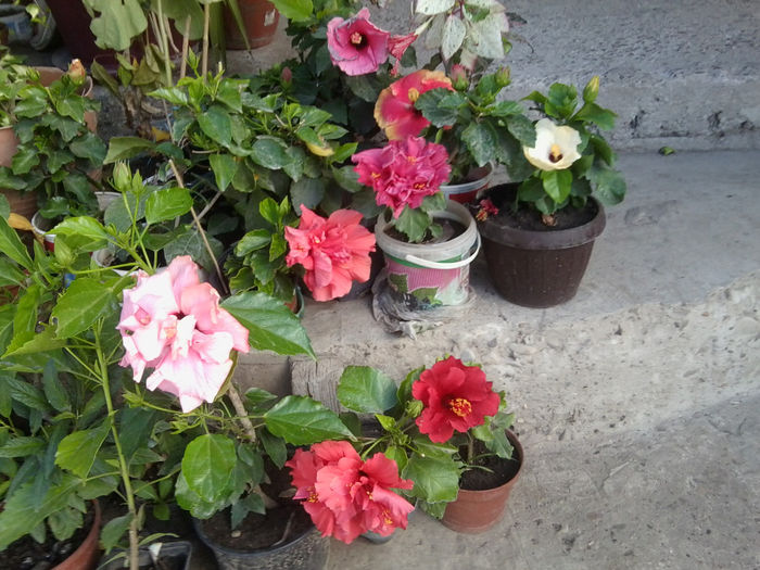 Fotografie7451 - hibiscusi 2013-4