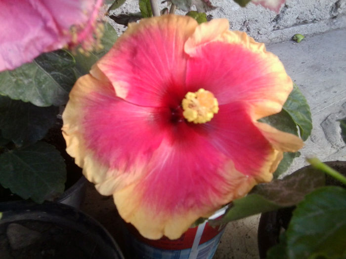 oberon - hibiscusi 2013-4