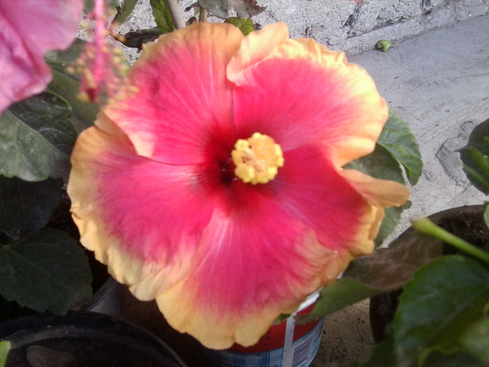 Fotografie7453 - hibiscusi 2013-4