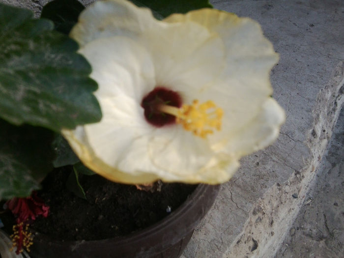 Fotografie7454 - hibiscusi 2013-4