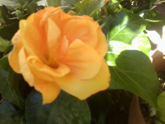 jazz-portocaliu - hibiscusi 2013-4