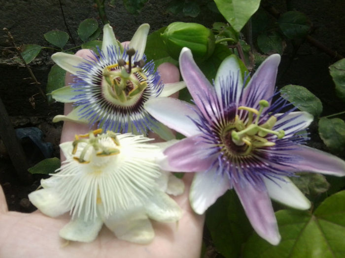 caerulea,white weeding,incarnata