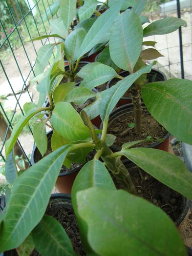 plumerii un an - adenium si plumeria din seminte