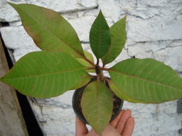 plumeria 10 lei epuizat - adenium si plumeria din seminte