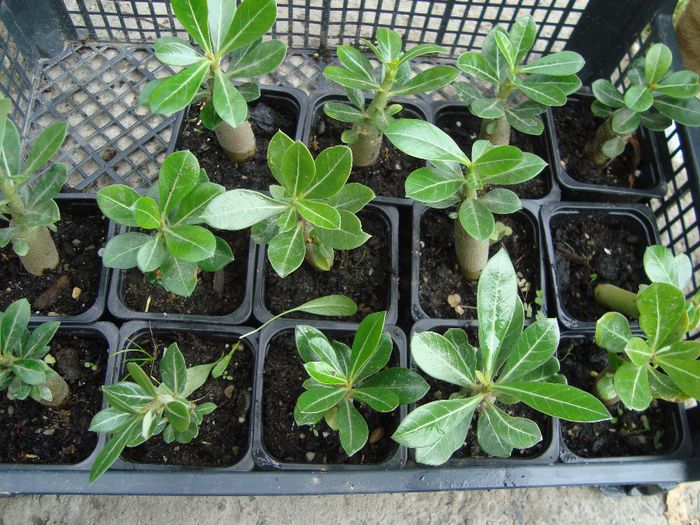 adenium din seminte un an - adenium si plumeria din seminte