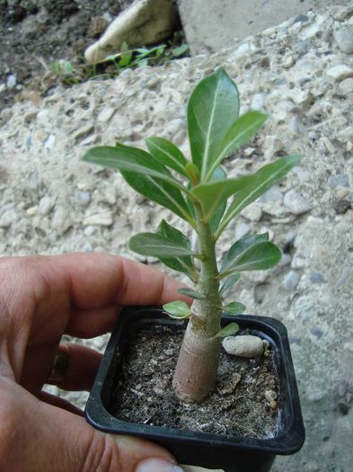 adenium - adenium si plumeria din seminte