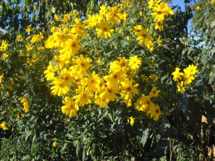 penultimele flori anul asta - Florile mele si obiecte de artizanat