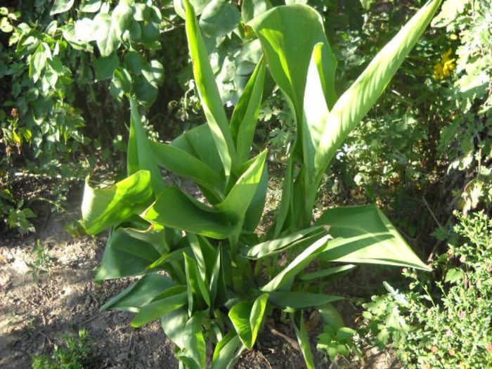 achizitie noua stiti cum se numeste ?