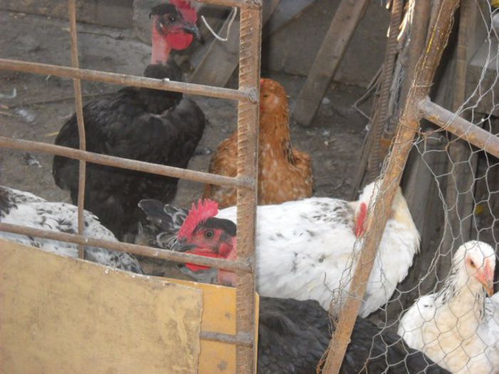 Picture 1571 - ratze lesesti iepuri gat golas