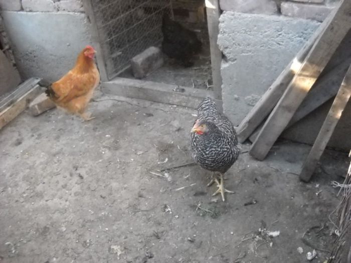 Picture 1564 - ratze lesesti iepuri gat golas