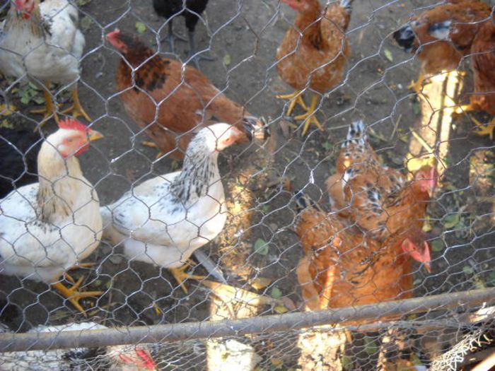 Picture 1563 - ratze lesesti iepuri gat golas