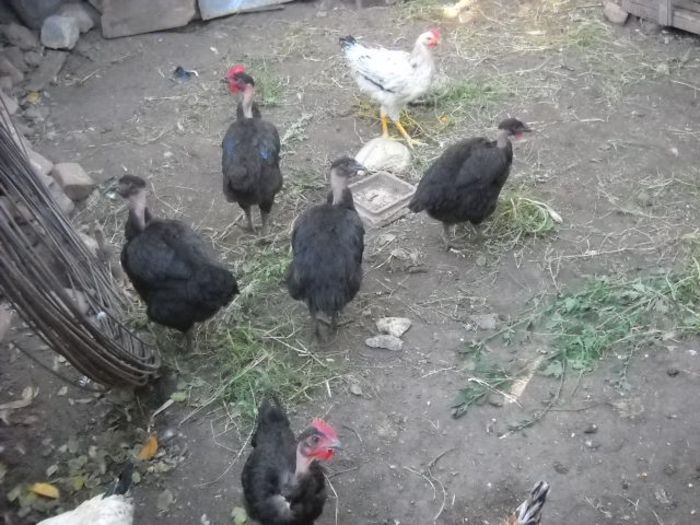 Picture 1561 - ratze lesesti iepuri gat golas