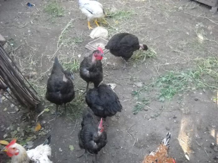 Picture 1559 - ratze lesesti iepuri gat golas