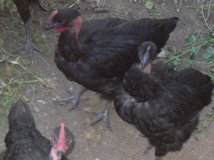 Picture 1558 - ratze lesesti iepuri gat golas