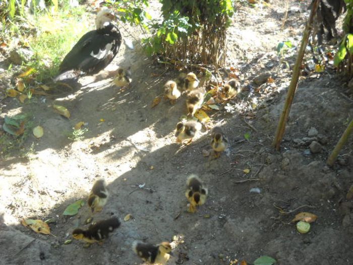 Picture 1531 - ratze lesesti iepuri gat golas