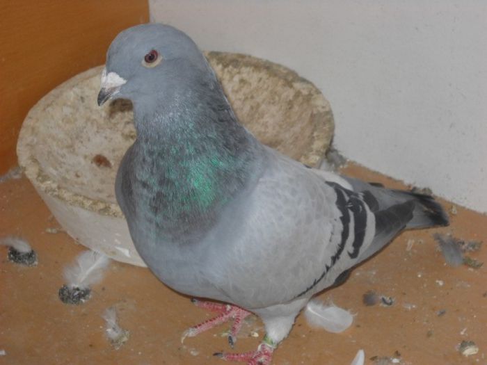 m 2013 - Porumbei standard pt 2013 Vanduti